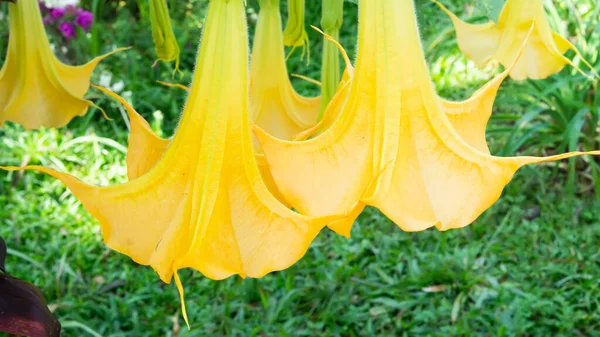 Indonesian Semar bag flower shaped like a yellow trumpet