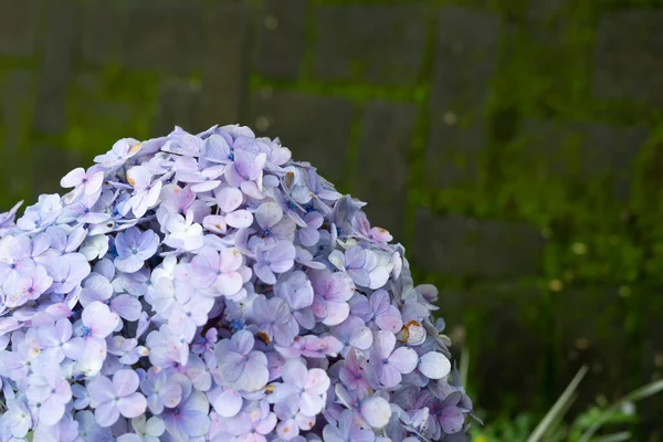 Indonésien Belle Lumière Bleu Hortensia Serrata Fleurs Sur Fond Feuillage — Photo