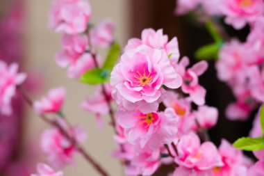 Sakura Chiang Mai, Tayland çiçek açan çiçek çiçekler