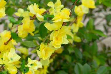 Sakura Chiang Mai, Tayland çiçek açan çiçek çiçekler