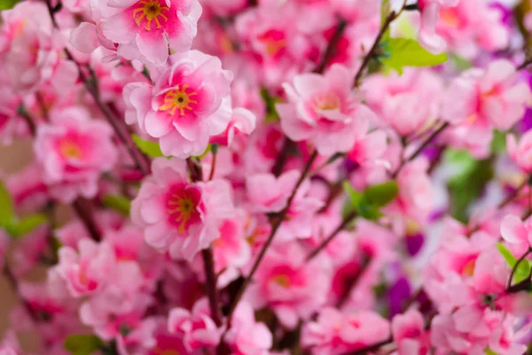 Sakura flowers blooming blossom in Chiang Mai, Thailand — Stock Photo, Image