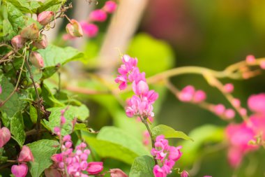 Renkli çiçeklerin arkaplan resmi