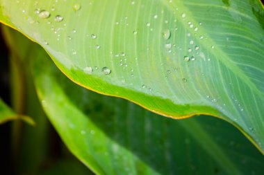 ağaç dalı bulanık yeşil yaprakları arka plan üzerinde