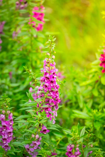 L'image de fond des fleurs colorées — Photo