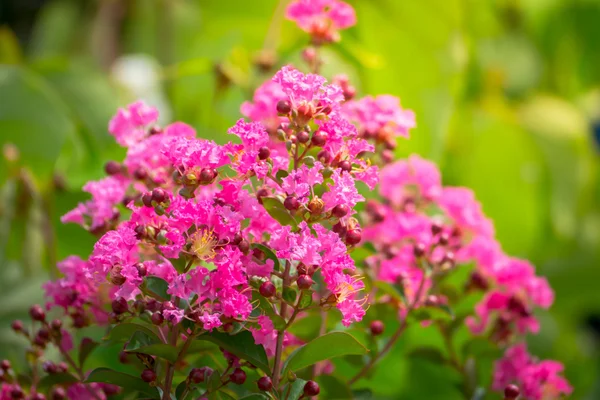 L'image de fond des fleurs colorées — Photo