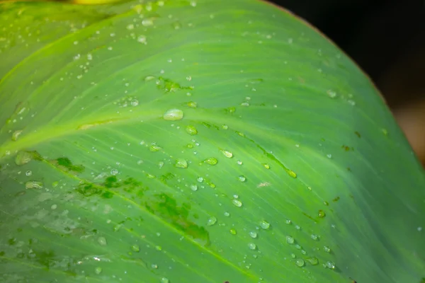 Árvore ramo sobre borrado verde folhas fundo — Fotografia de Stock