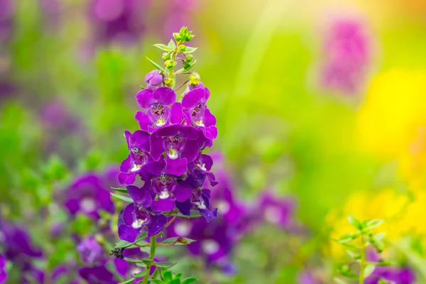 Obraz tła kolorowych kwiatów — Zdjęcie stockowe