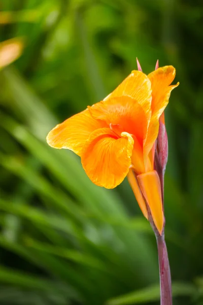 Das Hintergrundbild der bunten Blumen — Stockfoto