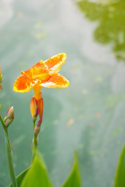 radyant canna Zambak çiçeği bir yaz gününde
