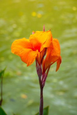 radyant canna Zambak çiçeği bir yaz gününde