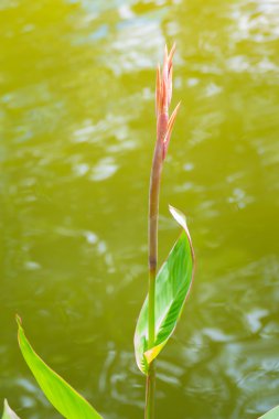 radyant canna Zambak çiçeği bir yaz gününde
