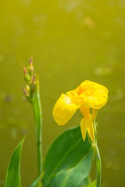 radyant canna Zambak çiçeği bir yaz gününde