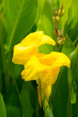radyant canna Zambak çiçeği bir yaz gününde