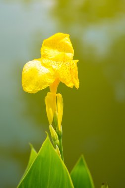 radyant canna Zambak çiçeği bir yaz gününde