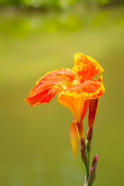 radyant canna Zambak çiçeği bir yaz gününde