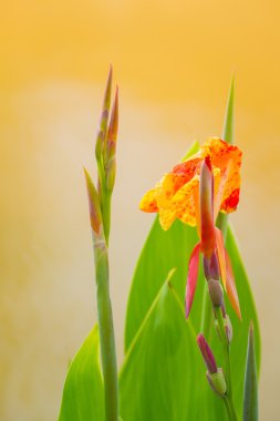 radyant canna Zambak çiçeği bir yaz gününde