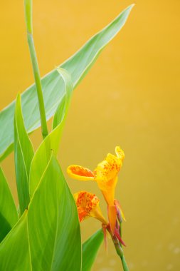 radyant canna Zambak çiçeği bir yaz gününde