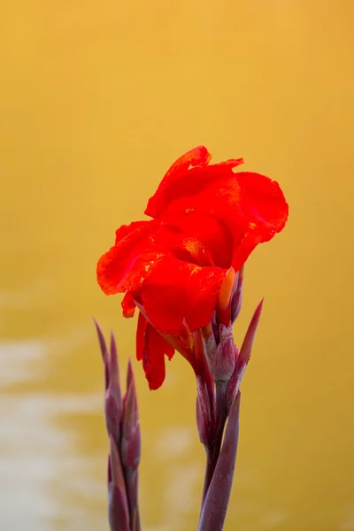 Radyant canna Zambak çiçeği bir yaz gününde — Stok fotoğraf