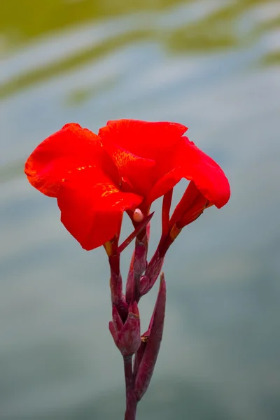 Strålende Canna Lily Blossom på en sommerdag – stockfoto