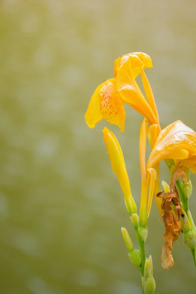 Leuchtende Canna-Lilie blüht an einem Sommertag — Stockfoto
