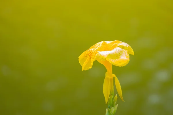 Sugárzó Canna liliom virág egy nyári napon — Stock Fotó