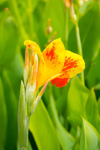 Leuchtende Canna-Lilie blüht an einem Sommertag — Stockfoto