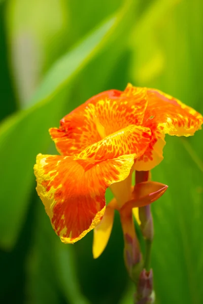 Leuchtende Canna-Lilie blüht an einem Sommertag — Stockfoto