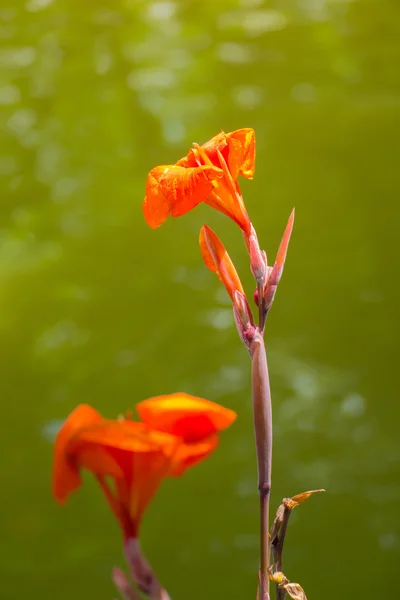 Radiante Canna Lily Blossom em um dia de verão — Fotografia de Stock