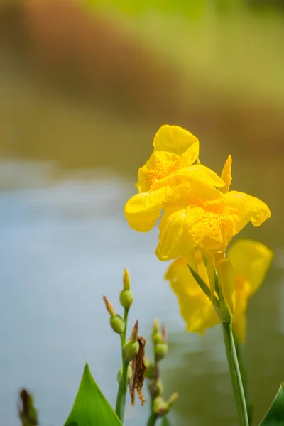 Leuchtende Canna-Lilie blüht an einem Sommertag — Stockfoto