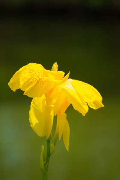 夏の日の放射カンナ ユリの花 — ストック写真