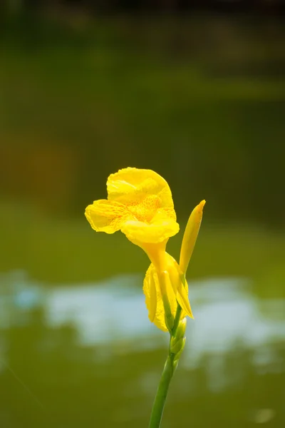 Leuchtende Canna-Lilie blüht an einem Sommertag — Stockfoto