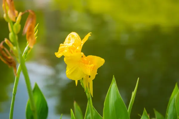 Leuchtende Canna-Lilie blüht an einem Sommertag — Stockfoto