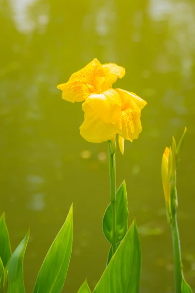 Leuchtende Canna-Lilie blüht an einem Sommertag — Stockfoto