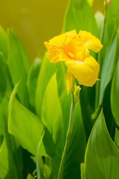 Leuchtende Canna-Lilie blüht an einem Sommertag — Stockfoto