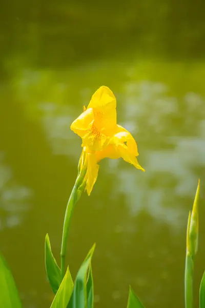 Leuchtende Canna-Lilie blüht an einem Sommertag — Stockfoto