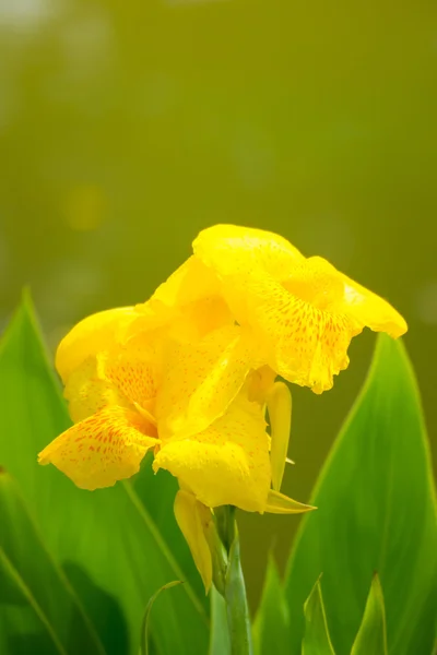 Zářící canna lilie květ na letní den — Stock fotografie