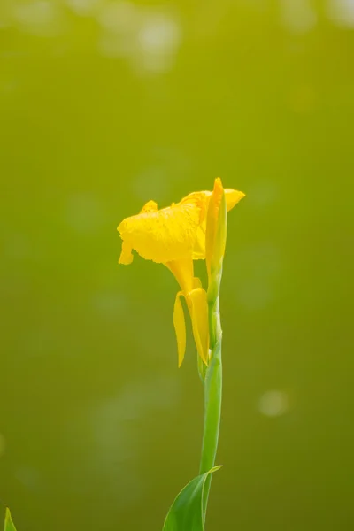 Leuchtende Canna-Lilie blüht an einem Sommertag — Stockfoto