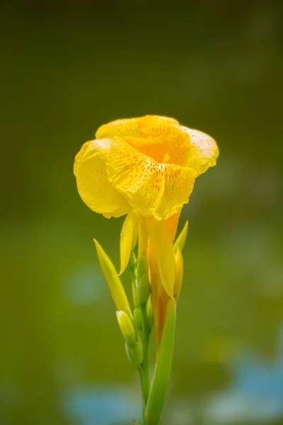 Leuchtende Canna-Lilie blüht an einem Sommertag — Stockfoto