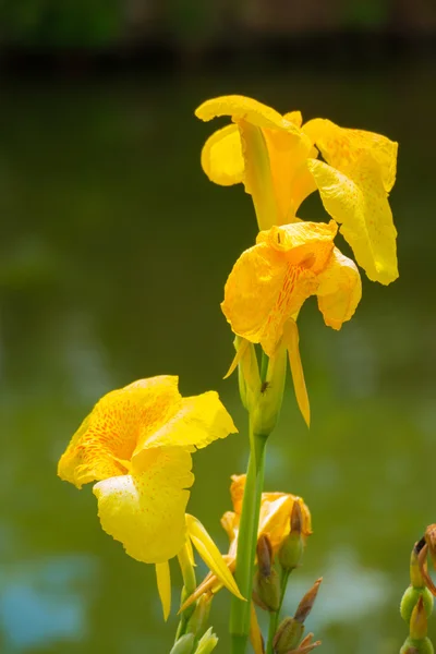 Leuchtende Canna-Lilie blüht an einem Sommertag — Stockfoto