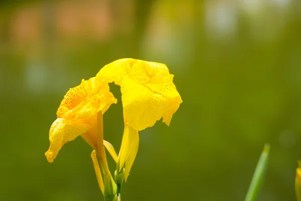 Leuchtende Canna-Lilie blüht an einem Sommertag — Stockfoto