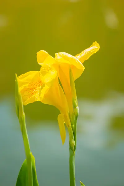 Leuchtende Canna-Lilie blüht an einem Sommertag — Stockfoto