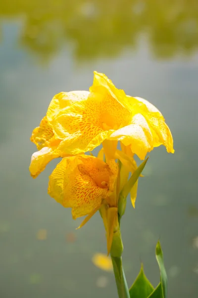 Leuchtende Canna-Lilie blüht an einem Sommertag — Stockfoto