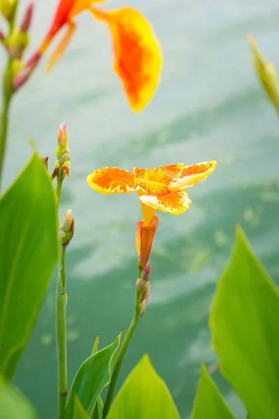 Radiante Canna Lily Blossom em um dia de verão — Fotografia de Stock