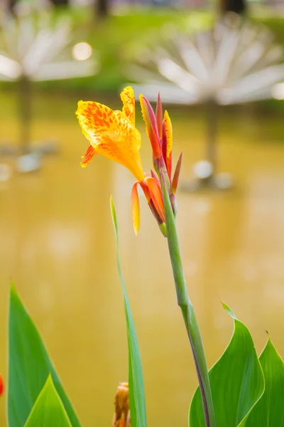 Radiante Canna Lily Blossom em um dia de verão — Fotografia de Stock