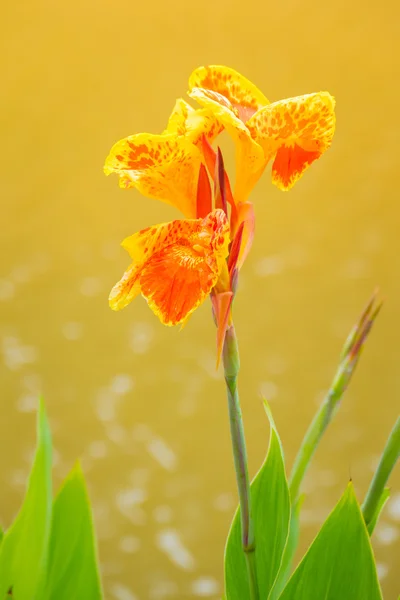 Leuchtende Canna-Lilie blüht an einem Sommertag — Stockfoto