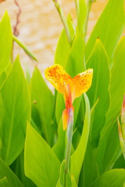 Radiante Canna Lily Blossom en un día de verano — Foto de Stock