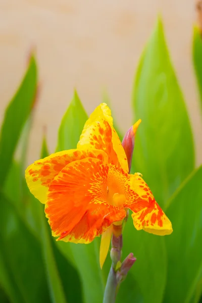 Radiante Canna Lily Blossom en un día de verano — Foto de Stock