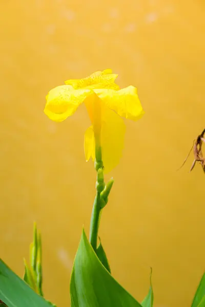 Zářící canna lilie květ na letní den — Stock fotografie