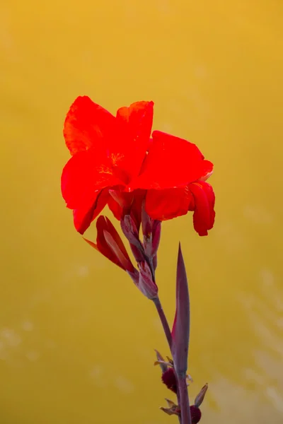 Radiante Canna Lily Blossom en un día de verano — Foto de Stock