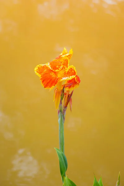 Radyant canna Zambak çiçeği bir yaz gününde — Stok fotoğraf